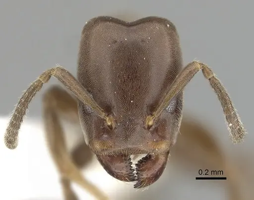 Azteca cordincola specimen