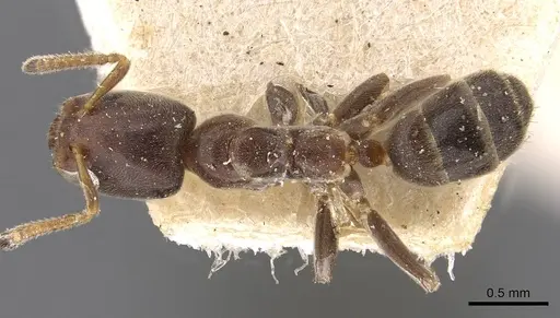 Azteca coussapoae specimen