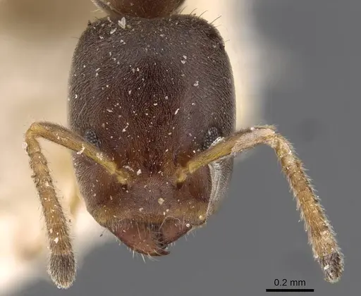 Azteca coussapoae specimen
