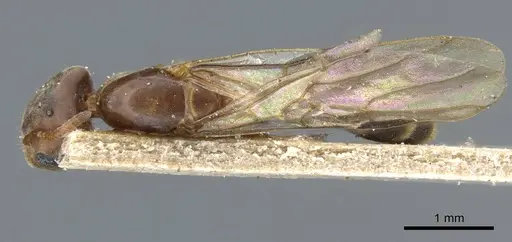 Azteca crassicornis specimen