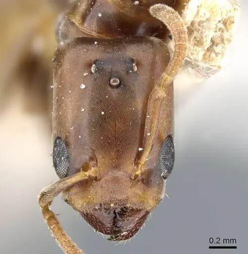 Azteca crassicornis specimen