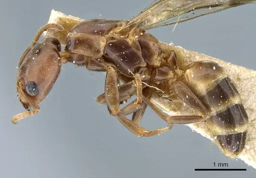 Azteca crassicornis specimen