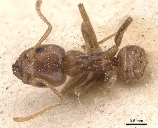 Azteca delpini specimen