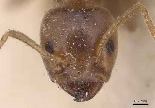 Azteca delpini specimen