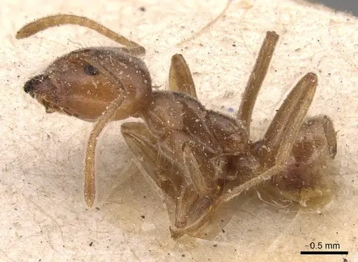 Azteca delpini specimen