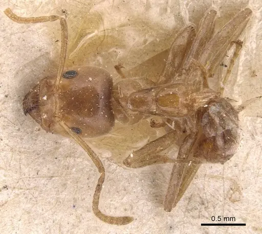 Azteca delpini - CASENT0905081