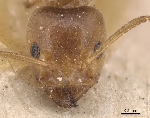 Azteca delpini - CASENT0905081