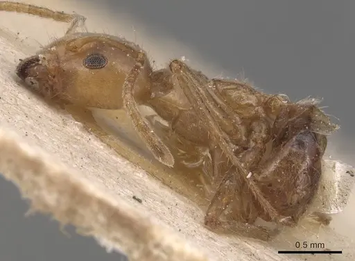 Azteca delpini - CASENT0905081