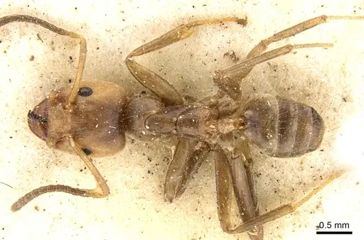 Azteca delpini - CASENT0906235