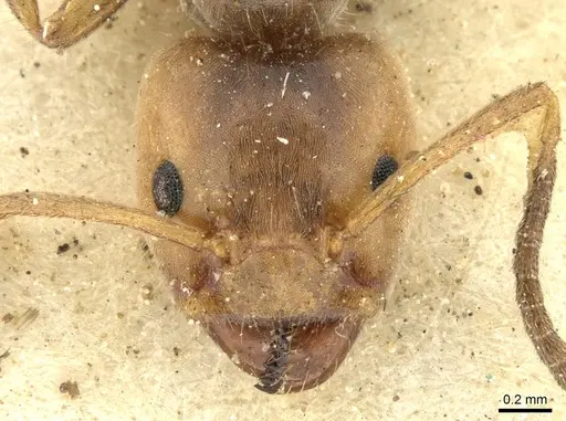 Azteca delpini - CASENT0906235