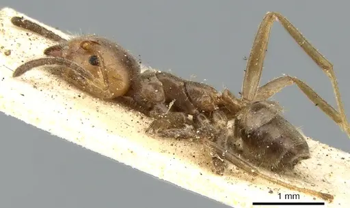 Azteca delpini - CASENT0906235