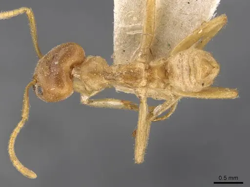 Azteca delpini - CASENT0909614