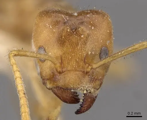 Azteca delpini - CASENT0909614