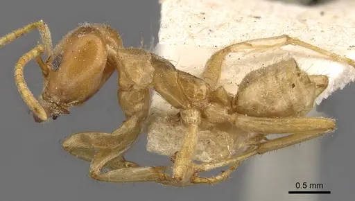 Azteca delpini - CASENT0909614