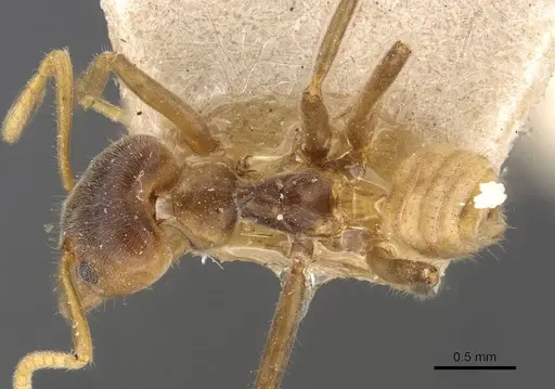 Azteca delpini - CASENT0909615