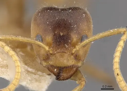 Azteca delpini - CASENT0909615