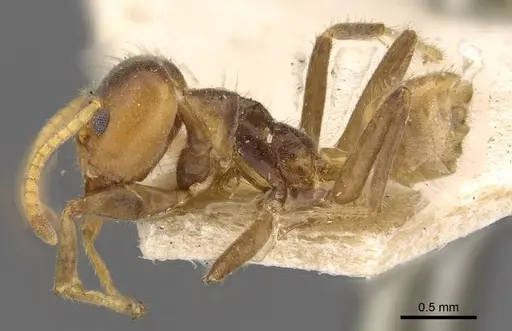 Azteca delpini - CASENT0909615