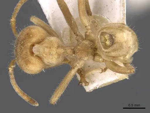 Azteca delpini - CASENT0909616