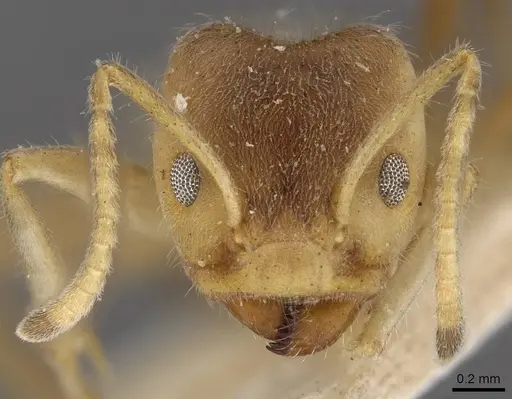 Azteca delpini - CASENT0909616