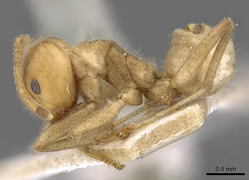 Azteca delpini - CASENT0909616