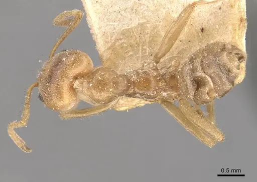 Azteca delpini - CASENT0909709