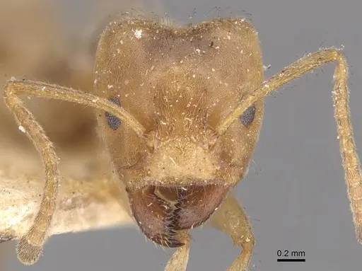 Azteca delpini - CASENT0909709