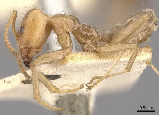 Azteca delpini - CASENT0909709