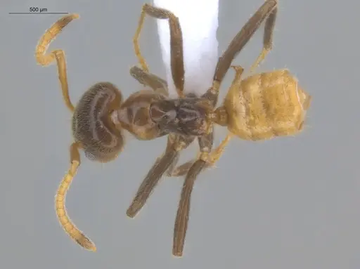 Azteca delpini - ECOFOG-BOUM-0504-03