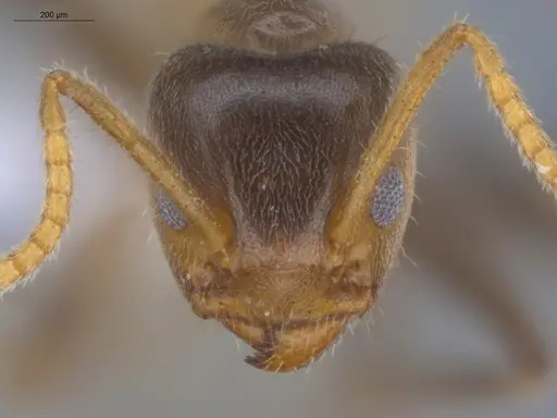 Azteca delpini - ECOFOG-BOUM-0504-03