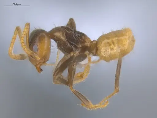 Azteca delpini - ECOFOG-BOUM-0504-03