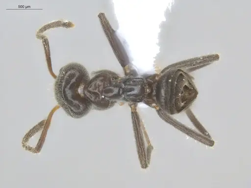 Azteca delpini - ECOFOG-BOUM-0646-01