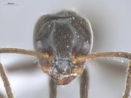 Azteca delpini - ECOFOG-BOUM-0646-01