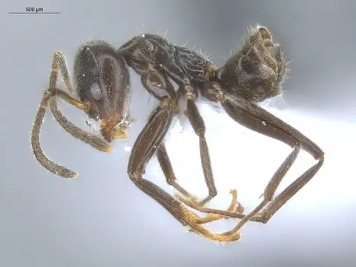 Azteca delpini - ECOFOG-BOUM-0646-01