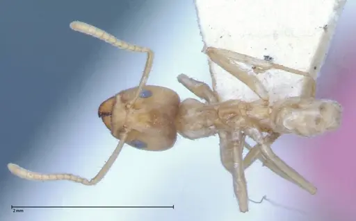 Azteca delpini - FOCOL0067