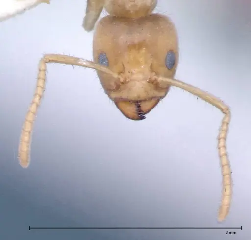 Azteca delpini - FOCOL0067