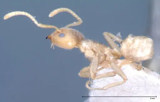 Azteca delpini - FOCOL0067