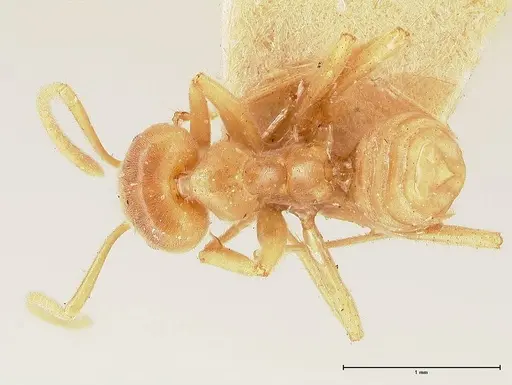 Azteca delpini - FOCOL0715