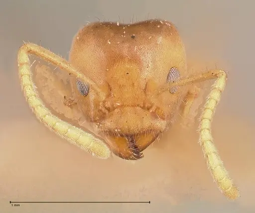 Azteca delpini - FOCOL0715