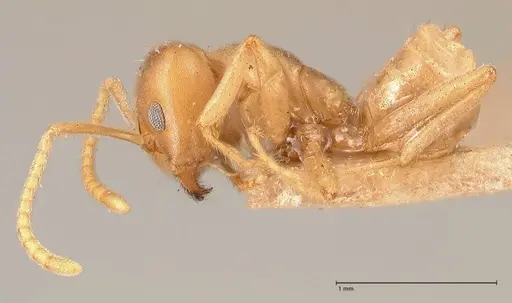 Azteca delpini - FOCOL0715