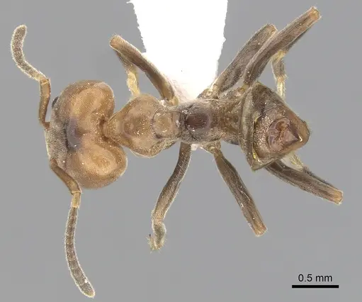 Azteca depilis specimen