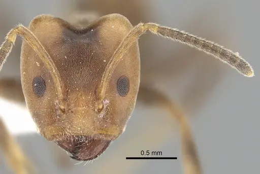 Azteca depilis specimen