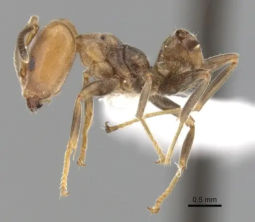 Azteca depilis specimen