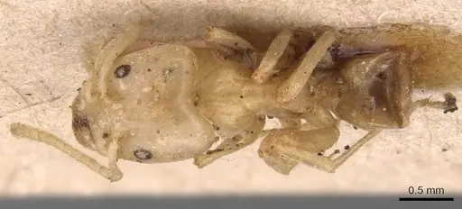 Azteca depilis - CASENT0905087