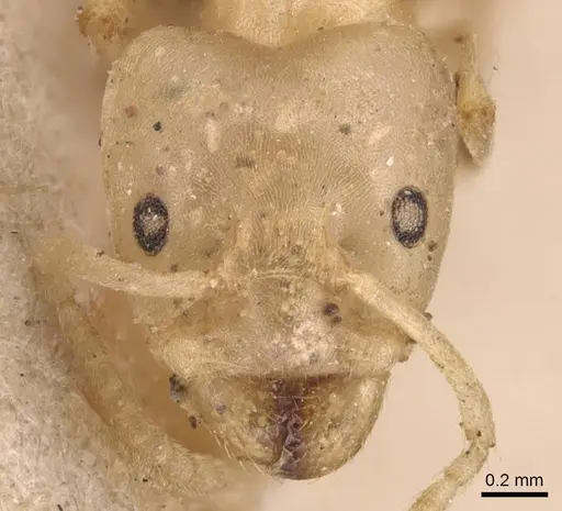 Azteca depilis - CASENT0905087