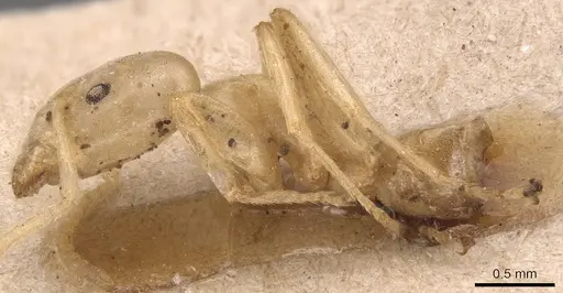 Azteca depilis - CASENT0905087