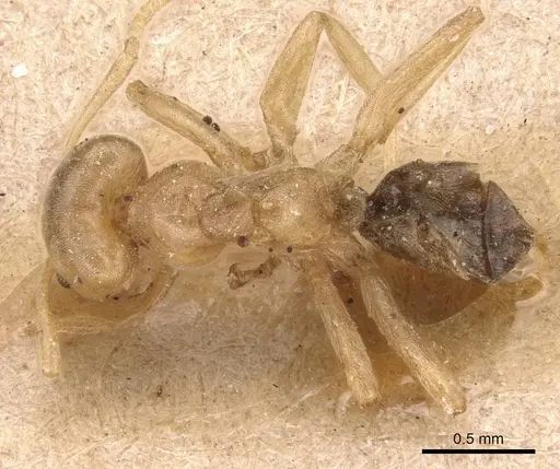 Azteca depilis - CASENT0905088