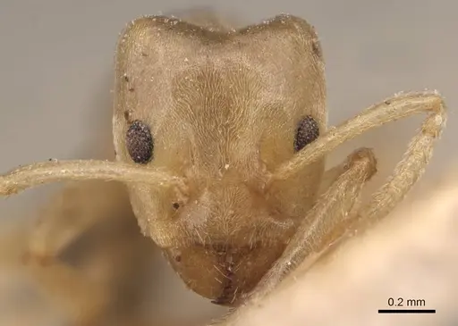 Azteca depilis - CASENT0905088