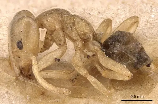 Azteca depilis - CASENT0905088