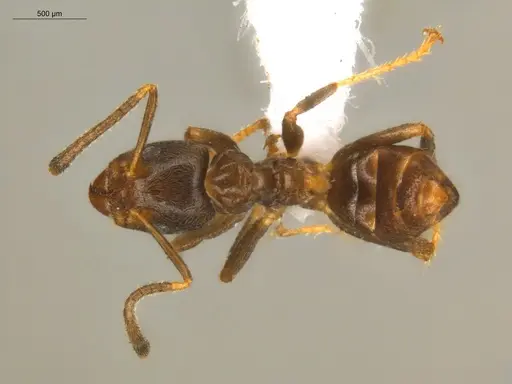 Azteca depilis - ECOFOG-IT24-0045-01