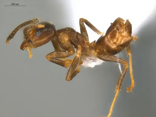 Azteca depilis - ECOFOG-IT24-0045-01